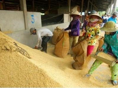Dự báo giá lúa gạo tiếp tục giảm