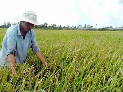 Nguy cơ bùng phát bệnh bạc lá trên lúa Thu đông