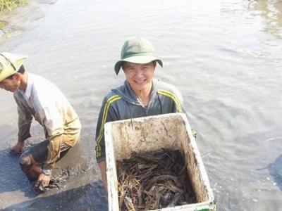 Mô hình lúa tôm càng xanh kết hợp cho hiệu quả kinh tế cao