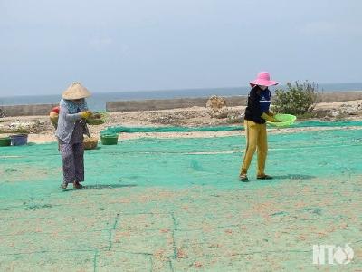 Ngư dân Ninh Thuận được mùa ruốc sớm