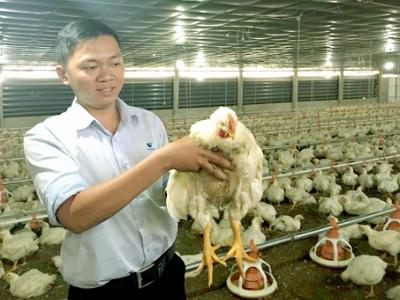 Cần hạn chế nhập khẩu thịt gà