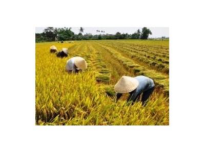 Đà Nẵng có hơn 300 hội viên nông dân đua tài