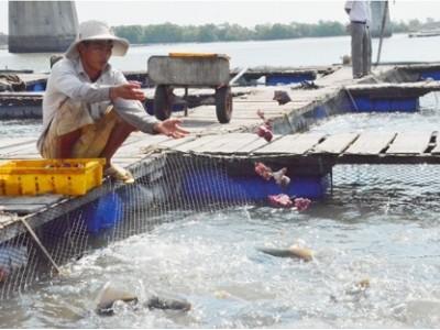 Từ đầu năm đến nay sản lượng nuôi trồng thủy sản đạt hơn 10 ngàn tấn
