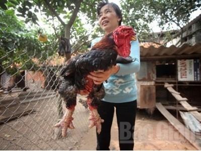 Lục Nam hỗ trợ nuôi gà Đông Tảo