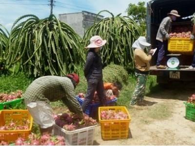 Thanh long rớt giá thảm hại