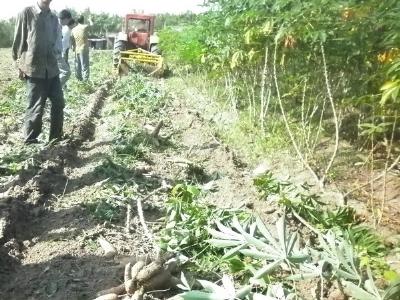 Tân Châu (Tây Ninh) hội thảo về đề tài máy thu hoạch khoai mì