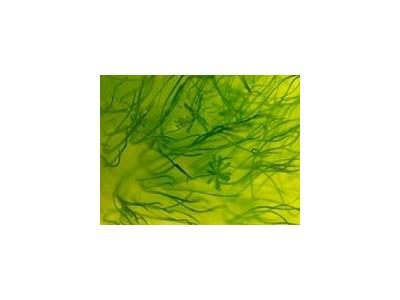 Tìm hiểu về tảo lam trong nuôi trồng thủy sản