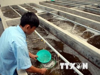 Bình Thuận dự kiến cung cấp 20 tỷ con tôm giống trong năm nay
