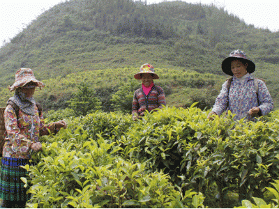 Trồng chè hữu cơ tại Bắc Hà phát triển nhưng không nên ồ ạt