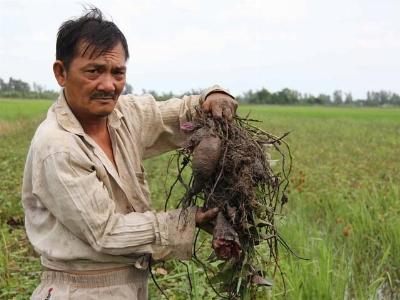 Ồ ạt trồng khoai lang, nhà nông lỗ bạc tỷ