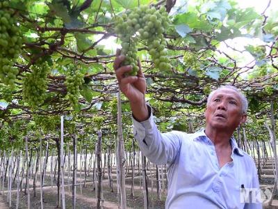 Thôn An Thạnh 2 (Ninh Thuận) trồng nho VietGAP theo hướng kết nối doanh nghiệp
