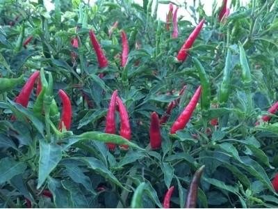 Kỹ thuật trồng ớt Tiela hiệu quả cao