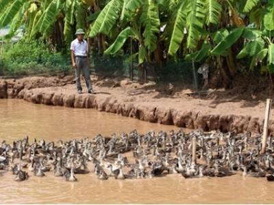 Tỷ phú nuôi vịt trời ở Khánh Tiên (Ninh Bình)