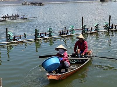 Nhiều vùng nuôi thủy sản bị dịch bệnh lúng túng xử lý, ngăn chặn