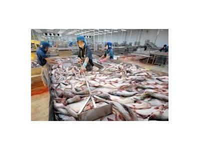 Sản xuất, xuất khẩu cá tra 6 tháng đầu năm