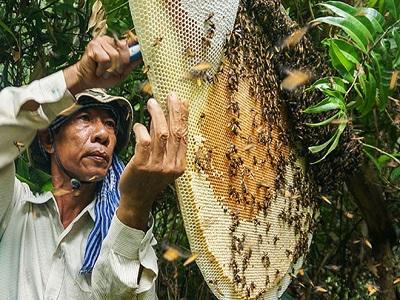 Cà Mau đề nghị đính chính thông tin 85% mật ong U Minh Hạ pha đường