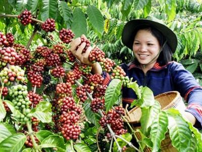 Đức tiêu thụ mạnh cà phê Việt