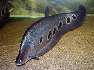 Kỹ thuật nuôi cá thát lát - Notopterus