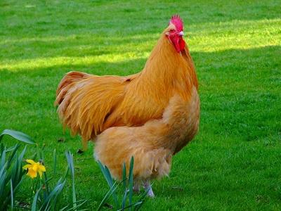 Kỹ thuật và Quy trình chăm sóc nuôi gà HMông thương phẩm - Phần 5