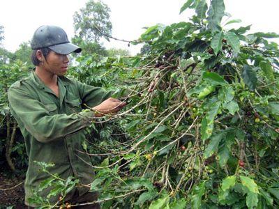 Tái canh cà phê - Nói hay, làm dở