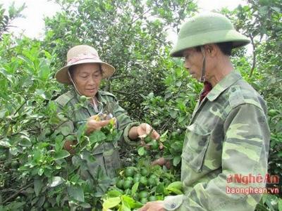 Trồng chanh gai trên đất đá ong, thu nhập hàng trăm triệu đồng