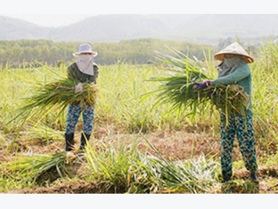 Trồng cỏ trên đất lúa