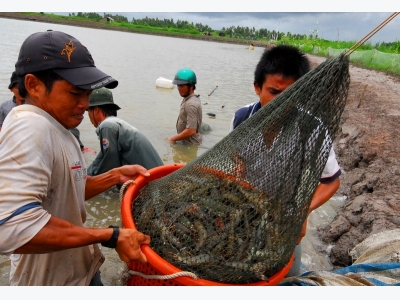 Phát triển những mỏ tôm ven biển ĐBSCL