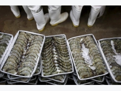 Rice to riches: Vietnams shrimp farmers fish for fortunes