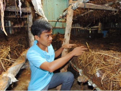 Nấm rơm trong nhà kính, thu tiền triệu/tháng đều như vắt chanh