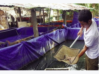 Trà Vinh: Đẩy mạnh nuôi lươn đồng thương phẩm