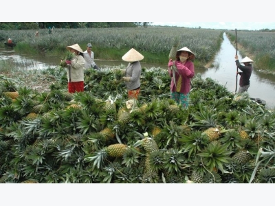 Imported fruit increasingly preferred by Vietnamese consumers