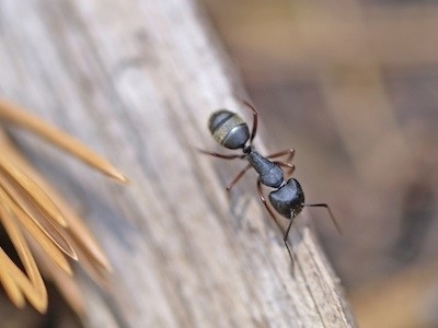 How to Control Ants in Your Garden Naturally and Safely