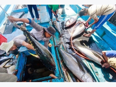 Tuna export revenue surges 21%