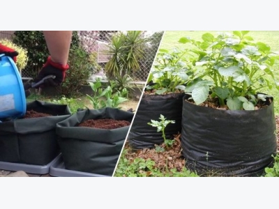 Growing Potatoes in Containers: A Roundup of the Best Ideas
