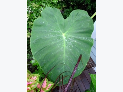 Tips For Growing Elephant Ear Plants