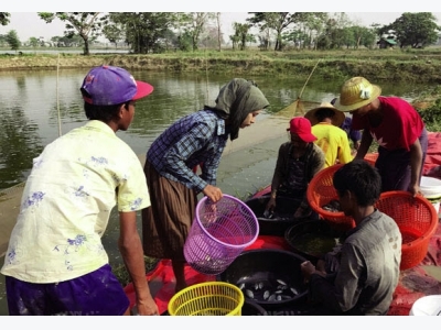 Myanmar: Chiến lược phát triển ngành rô phi