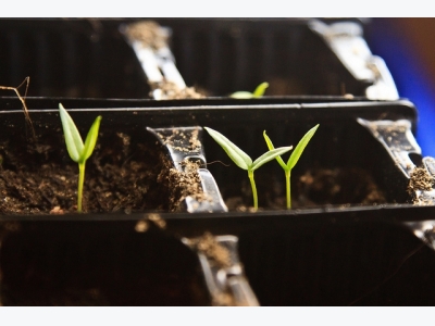 Make Your Own Seed Capillary Mat: Self Watering Trays