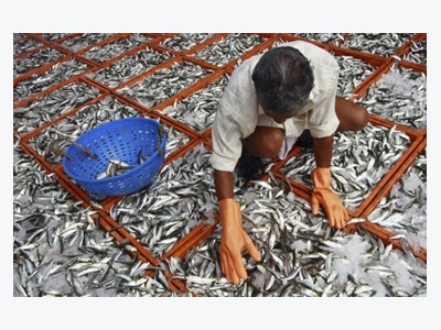 Indias Telangana state builds fish markets, backs subsidies for sale of fish fingerlings