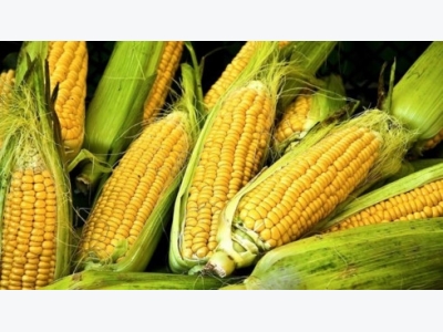 Corn demand expands, imports show steady growth