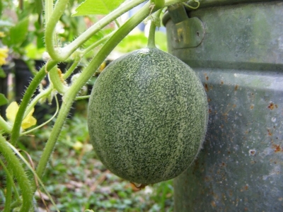 15 Gardening Tips for Growing Melons