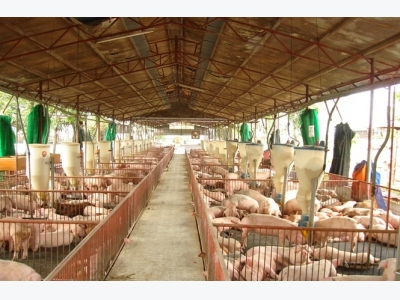Giá thịt lợn ở Trung Quốc tiếp tục giảm?