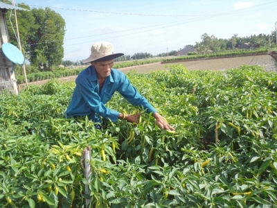 Nuôi tôm + trồng lúa, ớt, nông dân An Hiệp tiền tiêu rủng rỉnh