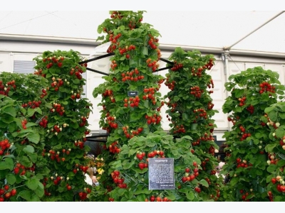 How To Make Vertical Garden In 6 Steps!