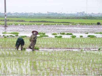 Nam Định chật vật vụ mùa do phải gieo cấy lại nhiều lần