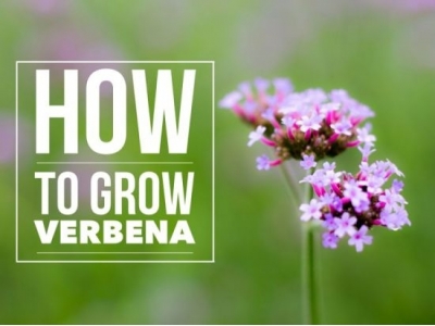 How to Grow Verbena