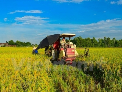 Vietnam to reform rice production, improve exports