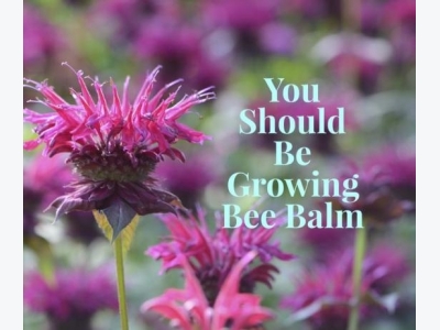 What You Need to Know About the Bee Balm Plant