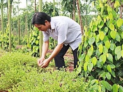 Mô hình mới sản xuất tiêu sạch