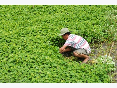 Rau diếp cá giúp hàng trăm hộ dân thoát nghèo