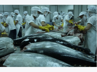 Tuna exports continue to rise